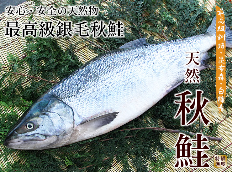 秋鮭 釧路昆布森産 海鮮通販の北釧水産