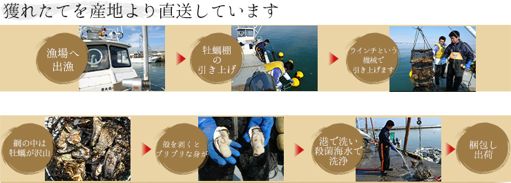 仙鳳趾産活牡蠣